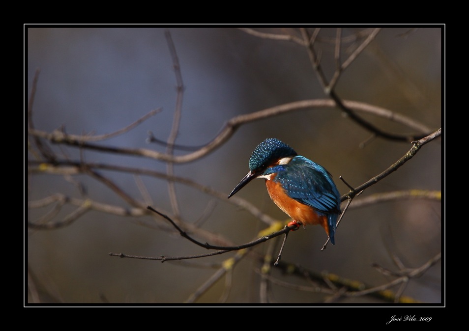 © Photo José Vila 2009